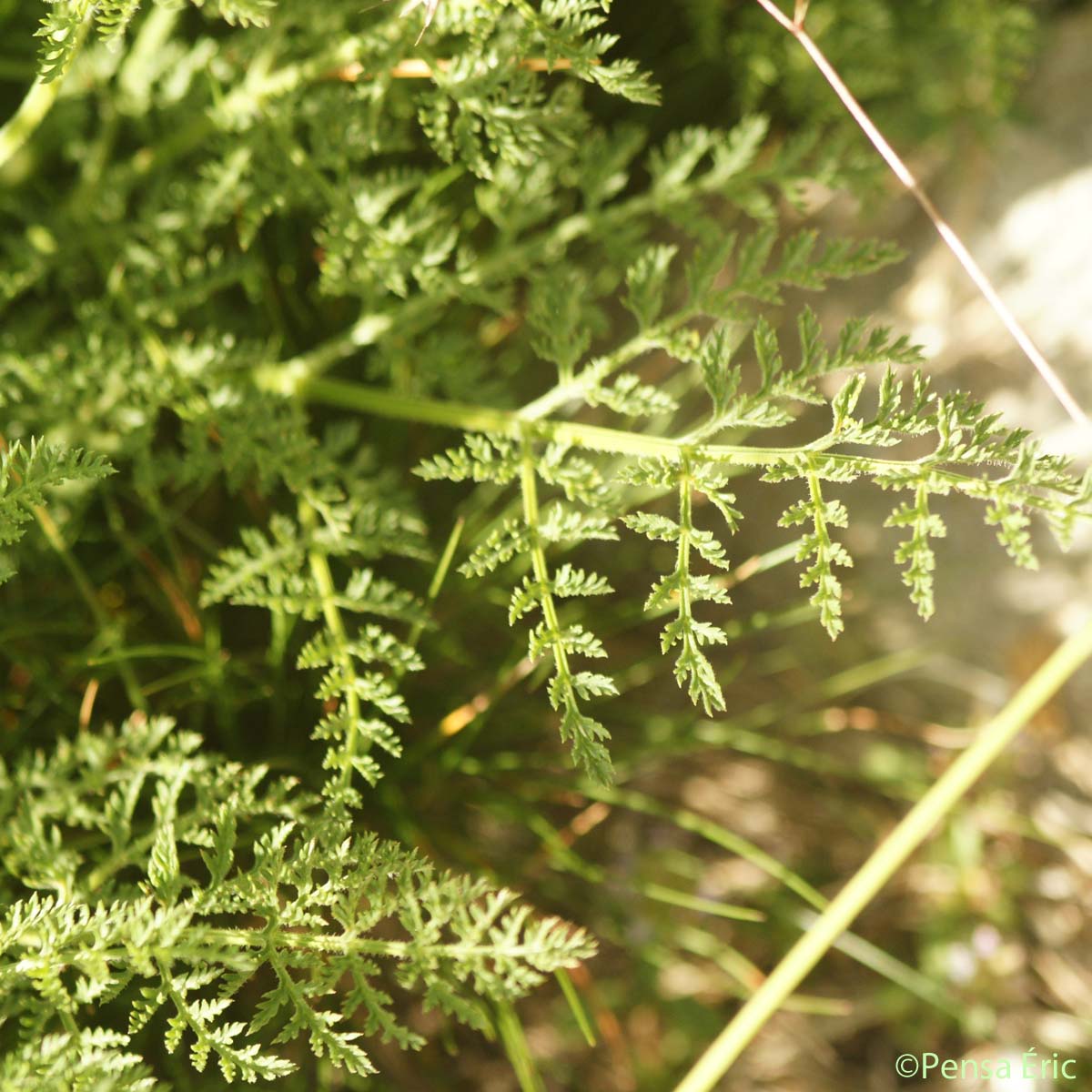 Ligustique fausse férule - Coristospermum ferulaceum