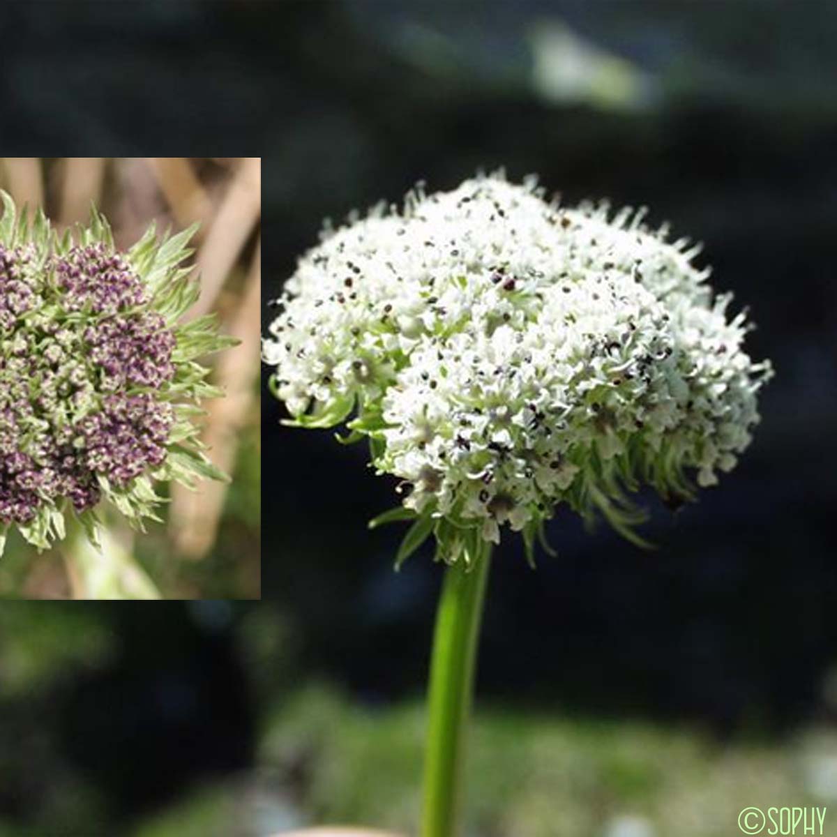 Ligustique fausse-mutelline - Pachypleurum mutellinoides