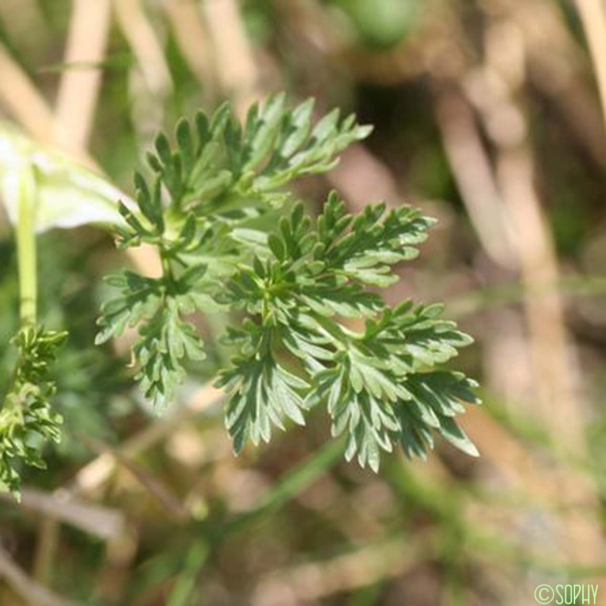 Ligustique fausse-mutelline - Pachypleurum mutellinoides