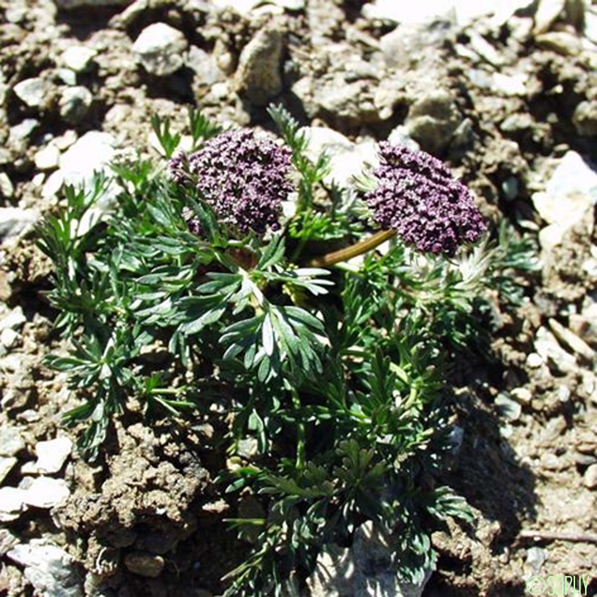 Ligustique fausse-mutelline - Pachypleurum mutellinoides