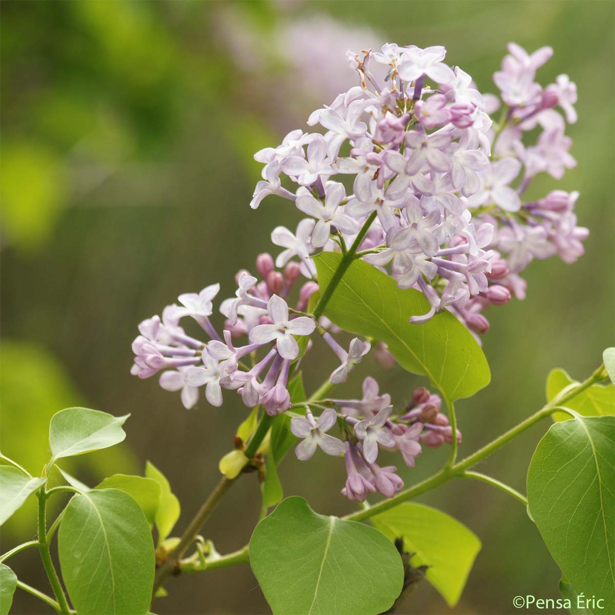 Lilas - Syringa vulgaris