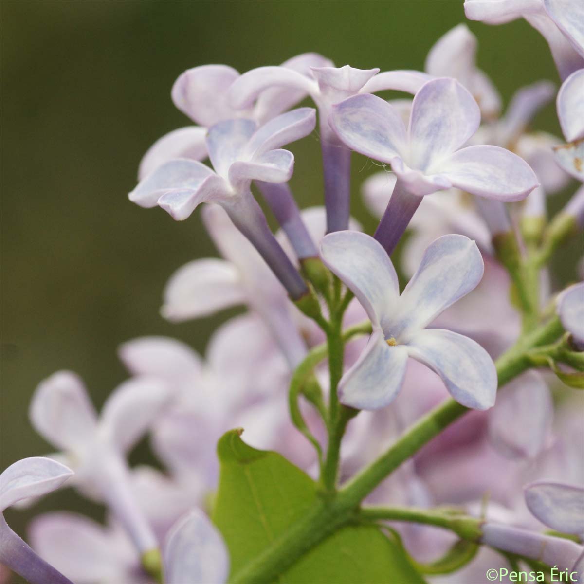 Lilas - Syringa vulgaris