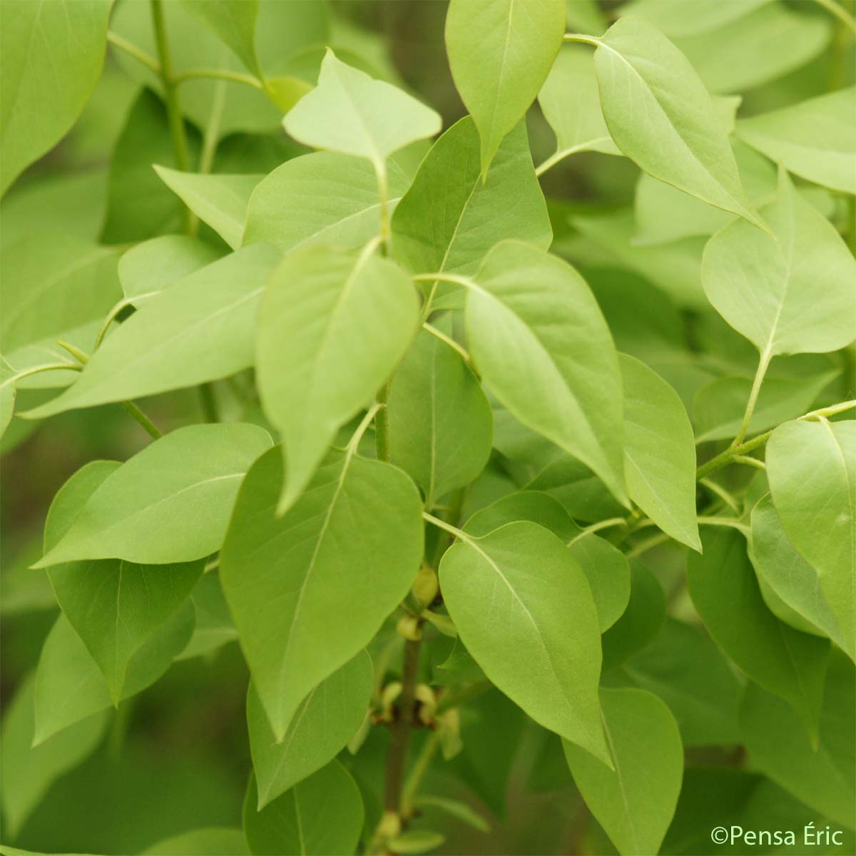 Lilas - Syringa vulgaris