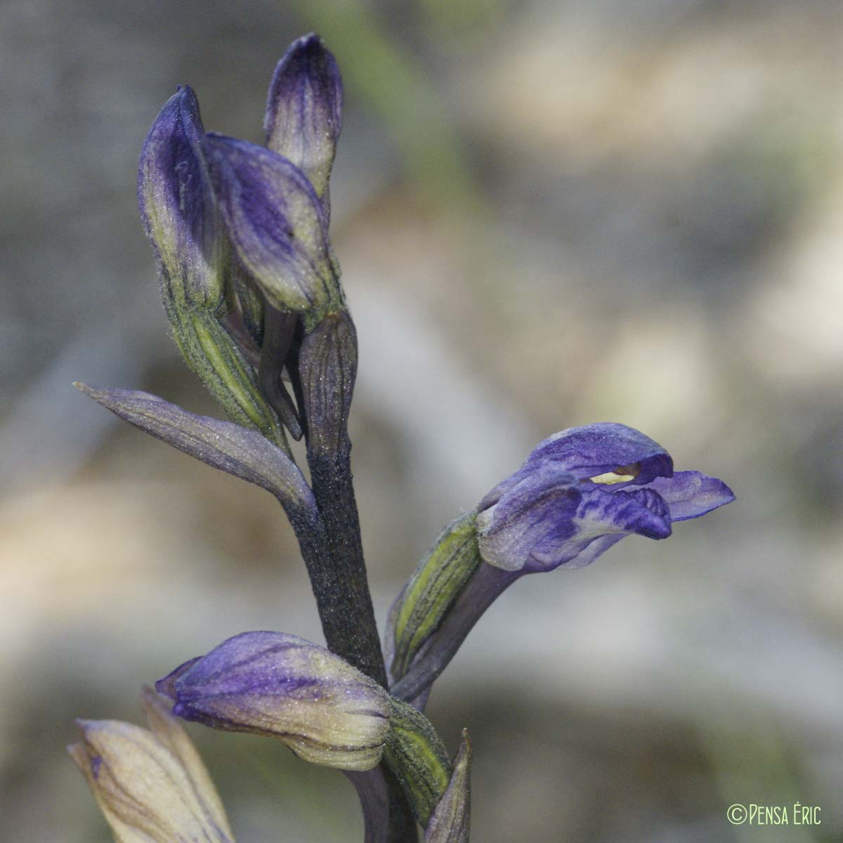 Limodorum à feuilles avortées - Limodorum abortivum