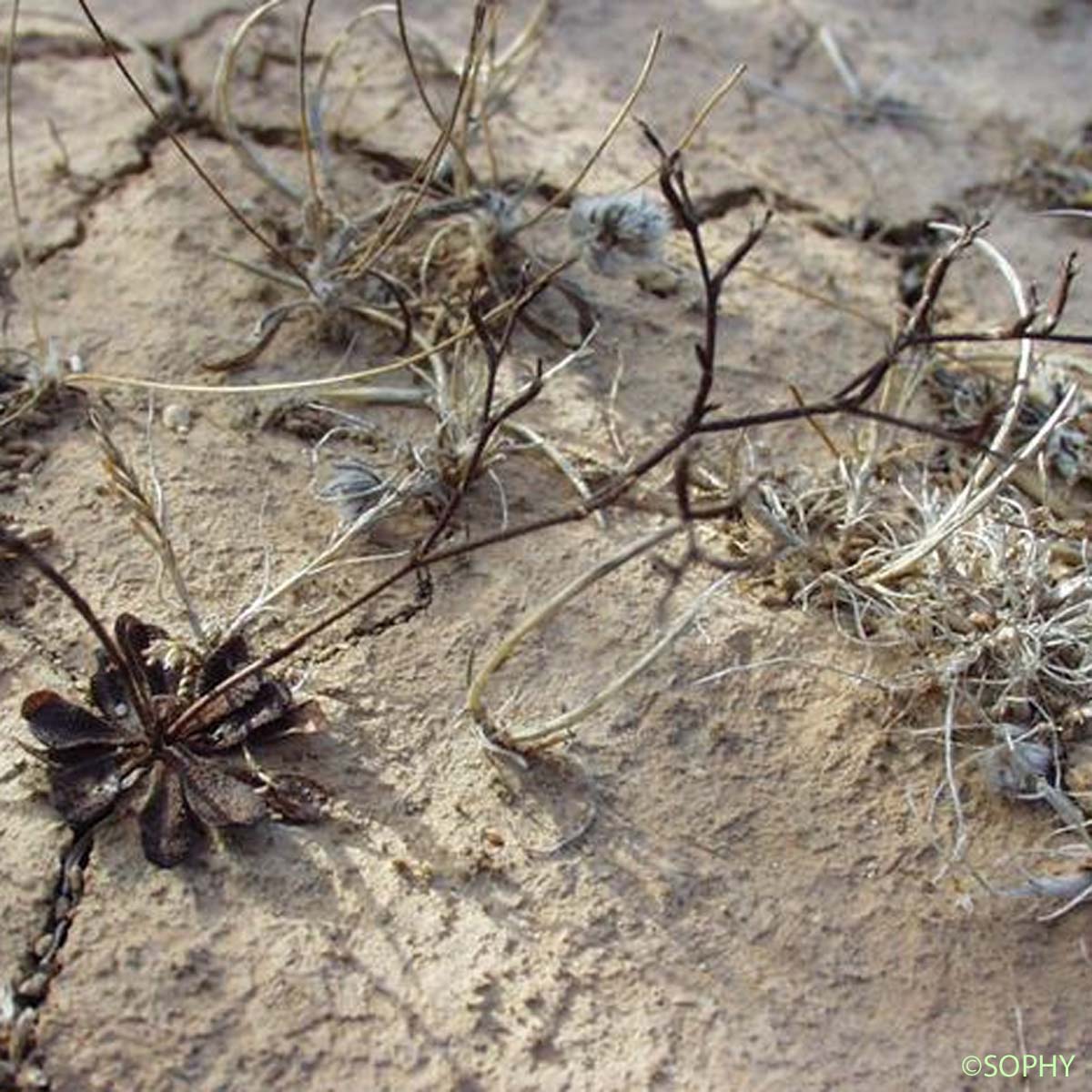 Limonium annuel - Limonium echioides