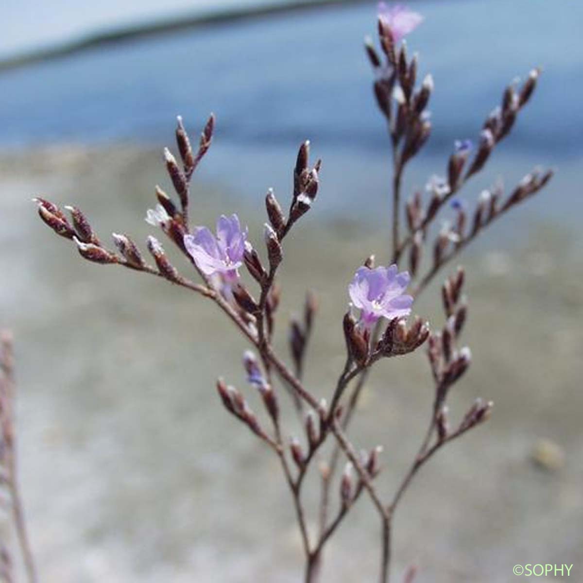 Limonium de Provence - Limonium cuspidatum