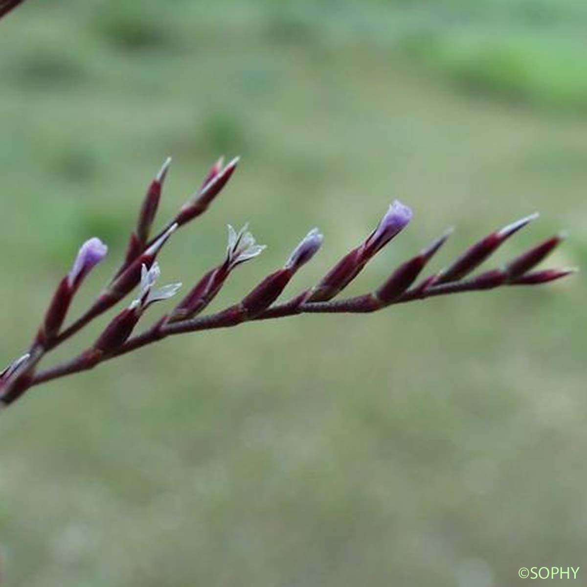 Limonium dur - Limonium duriusculum