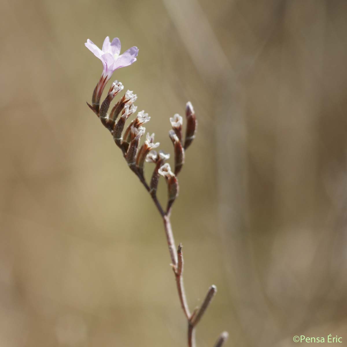 Limonium en baguette - Limonium virgatum