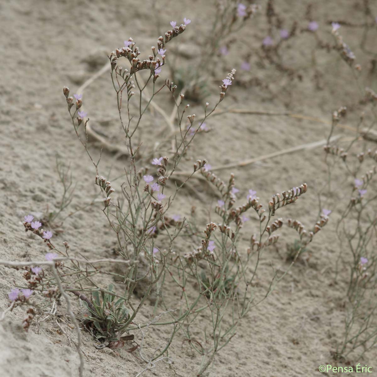 Limonium en baguette - Limonium virgatum