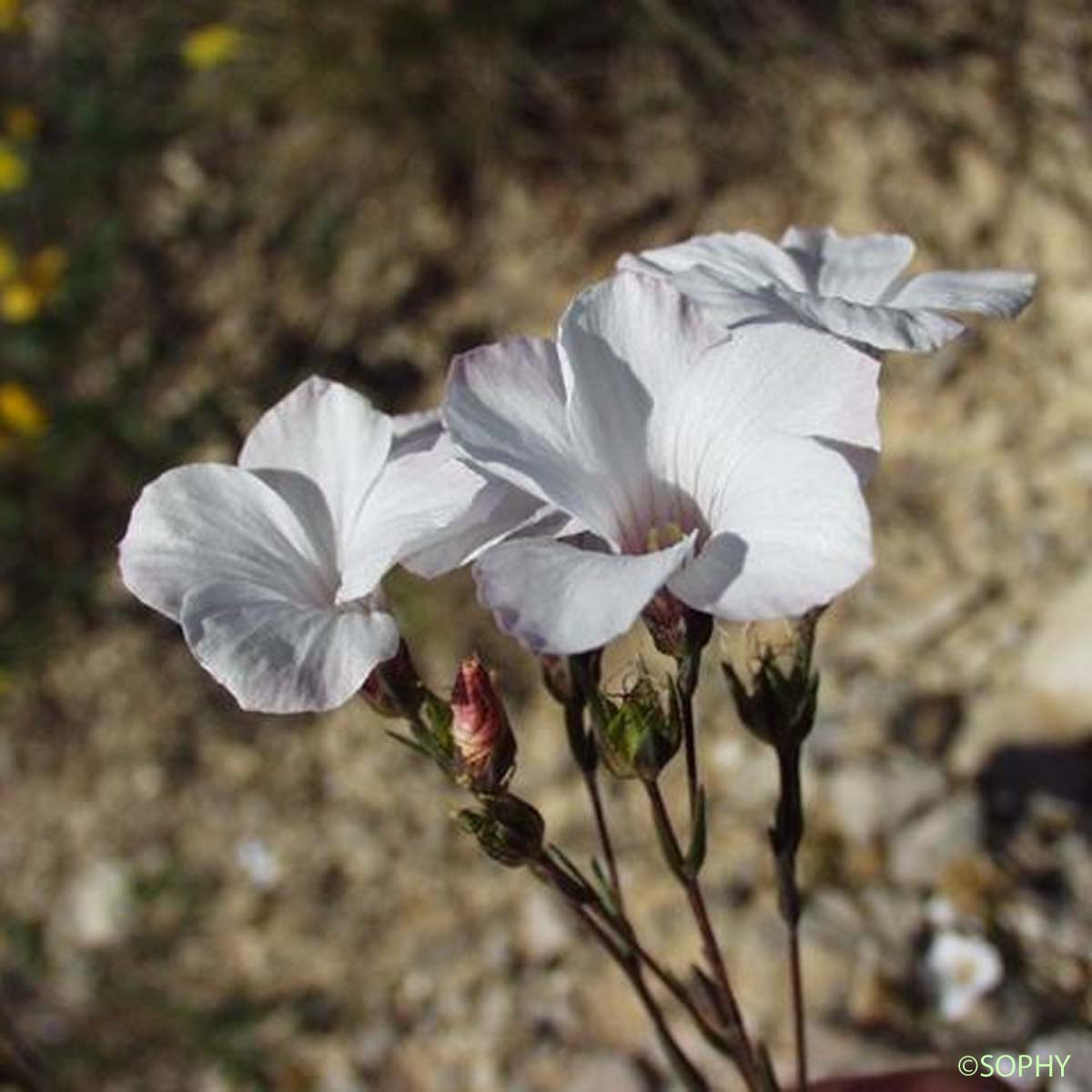 Lin à feuilles de Soude - Linum suffruticosum subsp. appressum