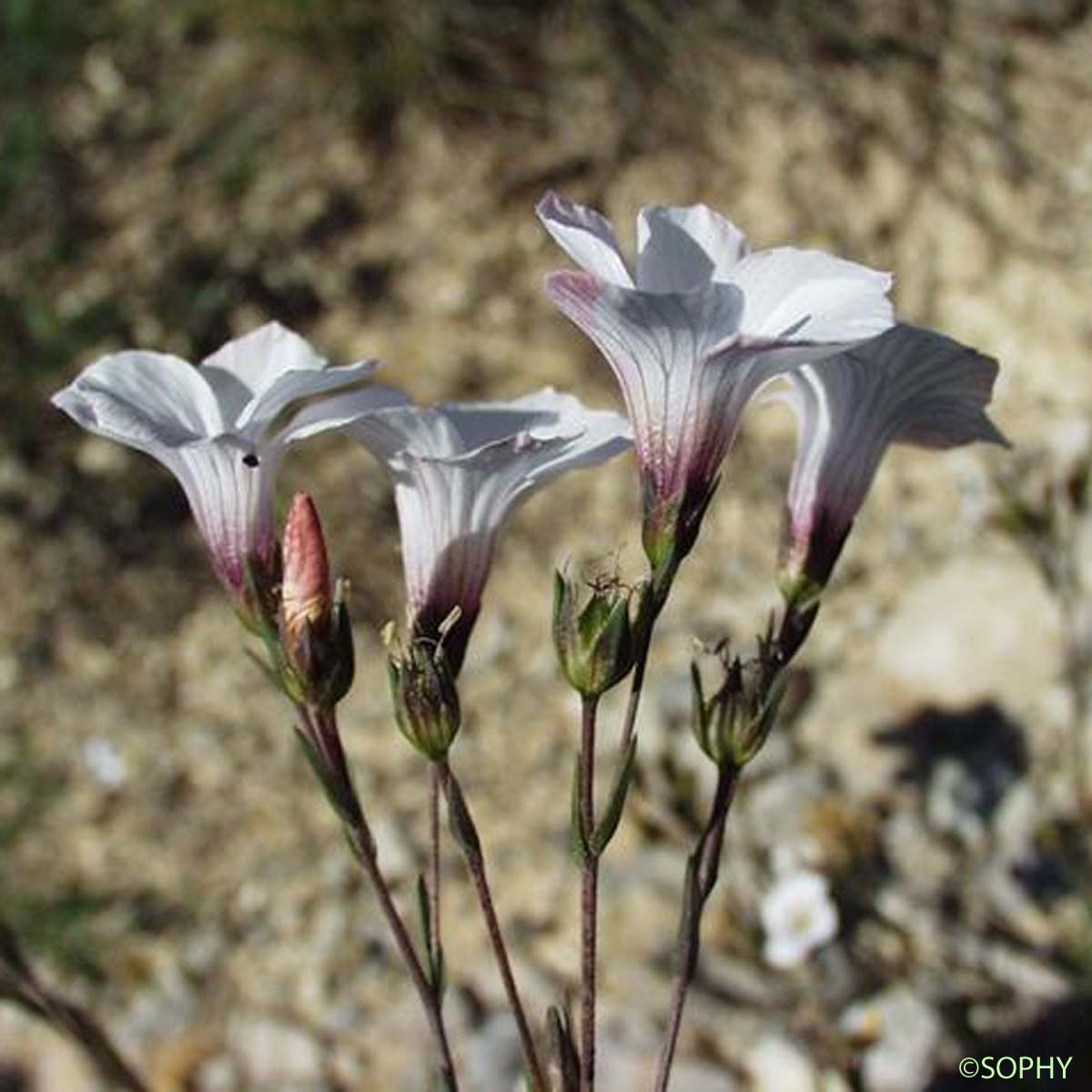 Lin à feuilles de Soude - Linum suffruticosum subsp. appressum