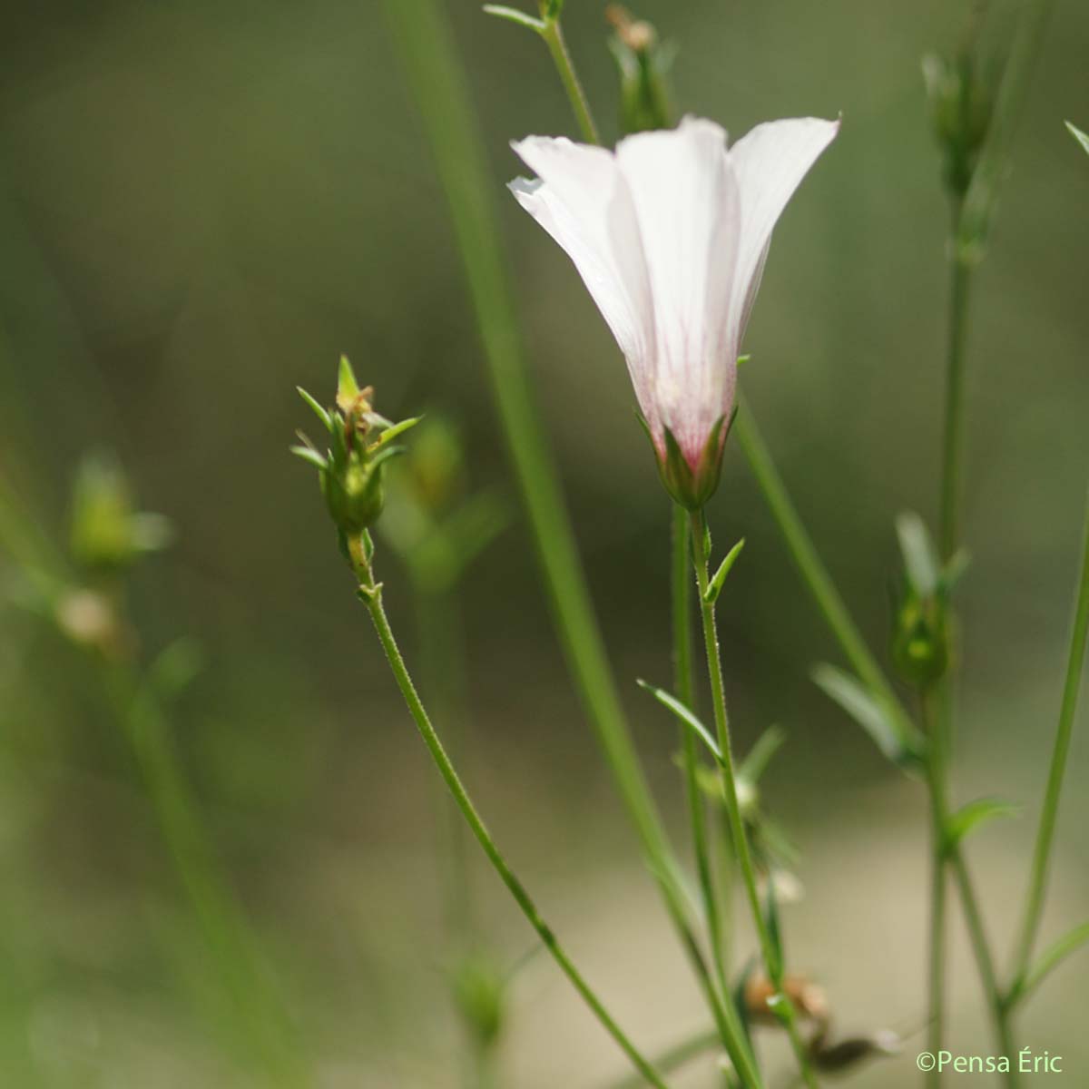 Lin à feuilles de Soude - Linum appressum