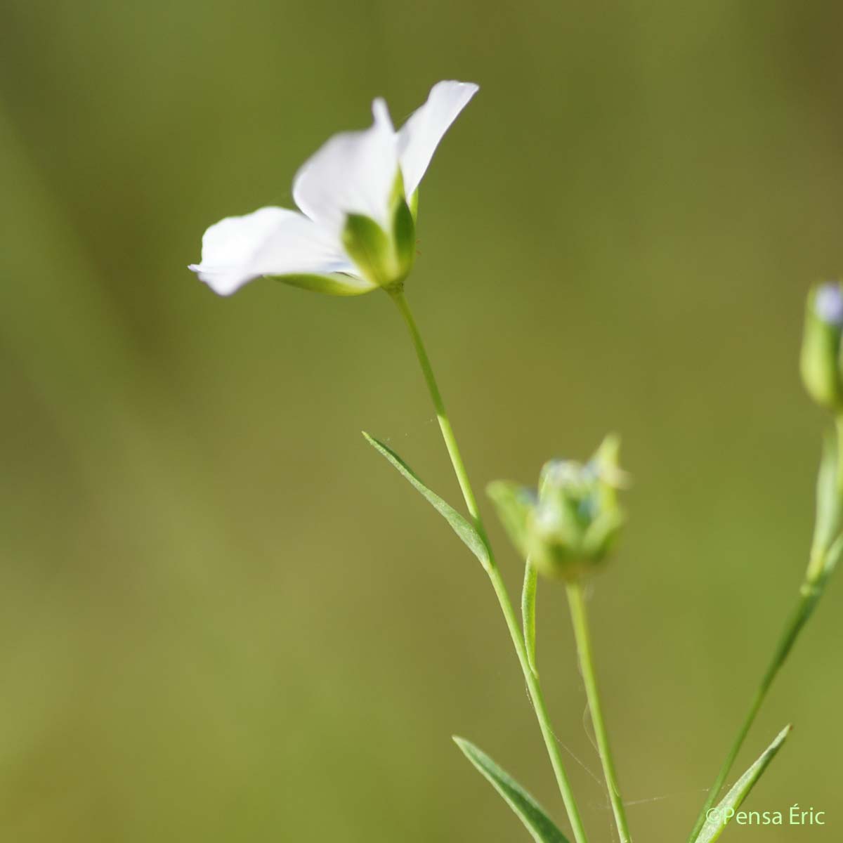 Lin à feuilles étroites - Linum usitatissimum subsp. angustifolium