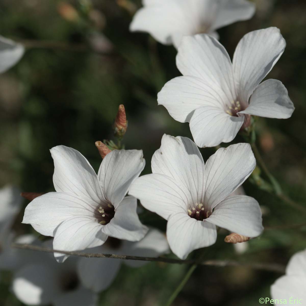 Lin à feuilles ténues - Linum tenuifolium