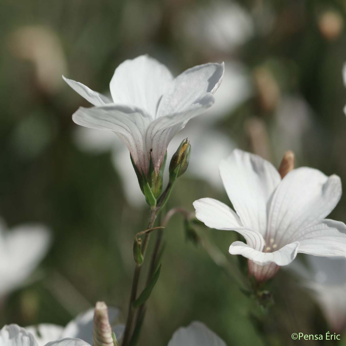 Lin à feuilles ténues - Linum tenuifolium