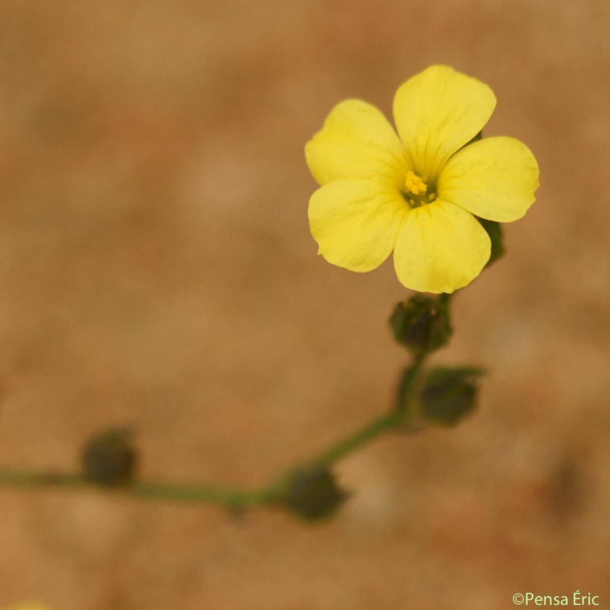 Lin à trois styles - Linum trigynum