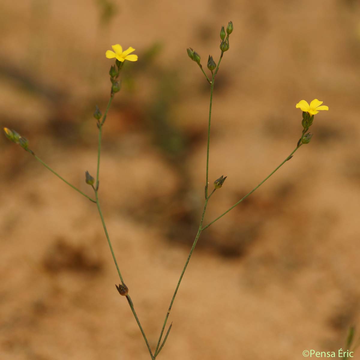 Lin à trois styles - Linum trigynum