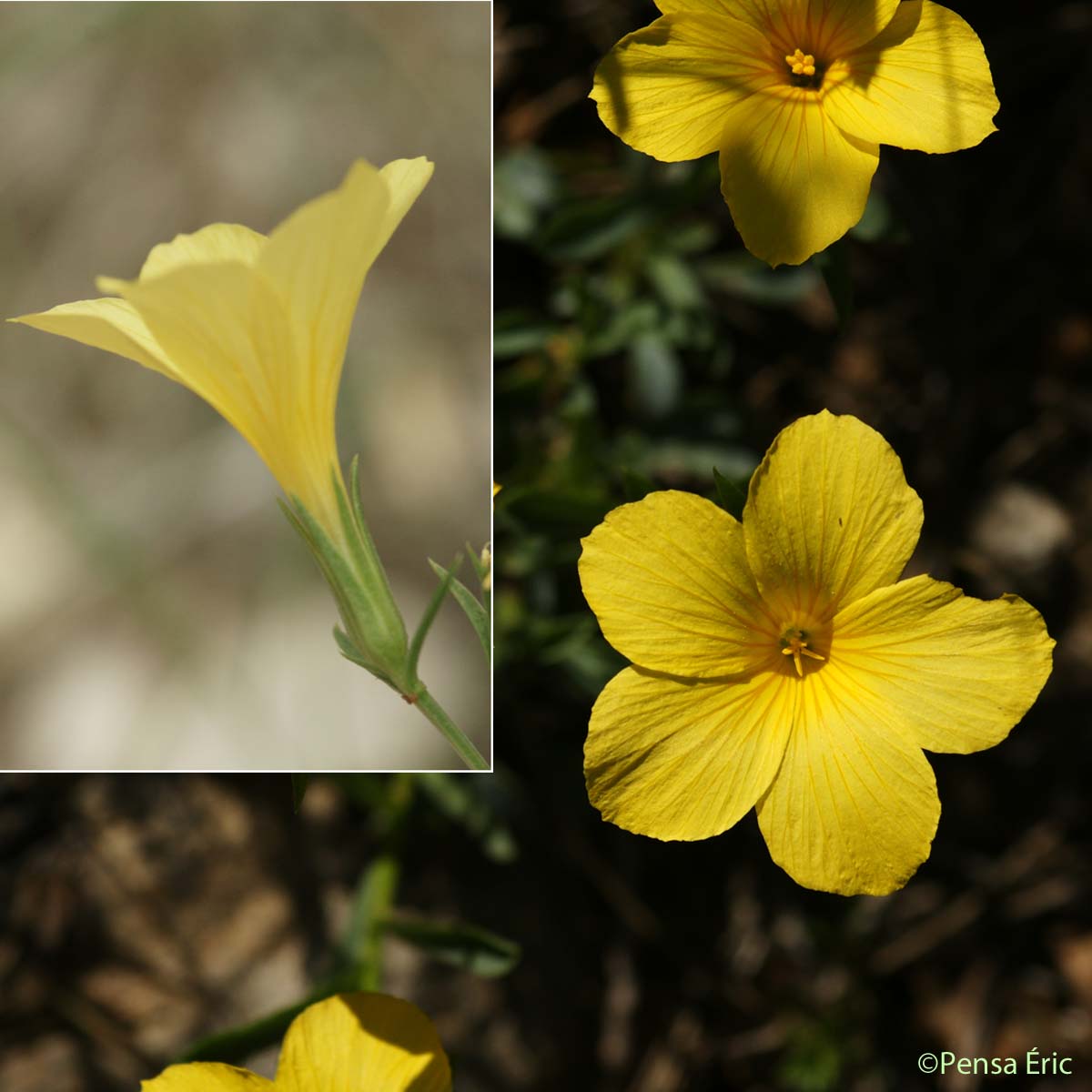 Lin campanulé - Linum campanulatum