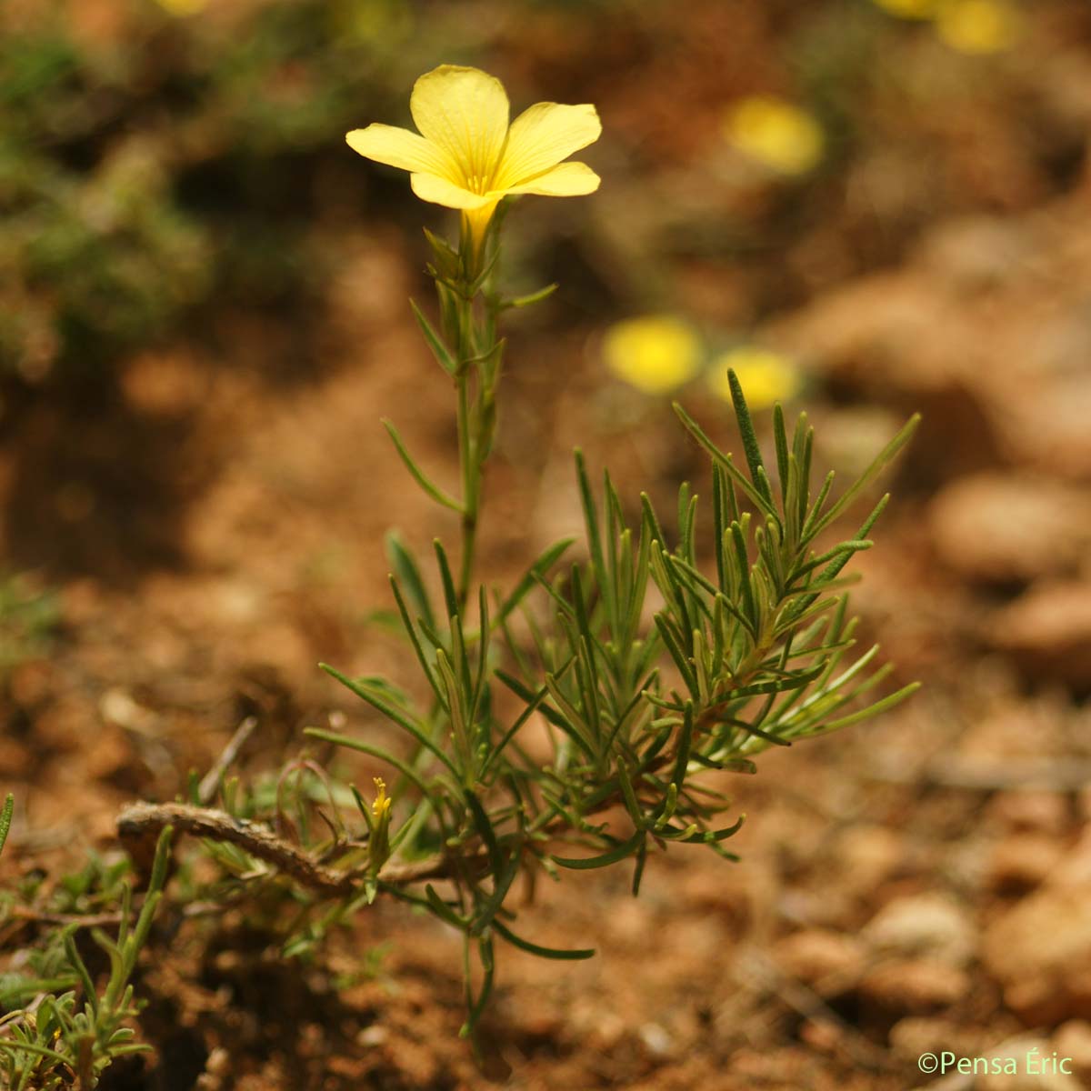 Lin campanulé - Linum campanulatum