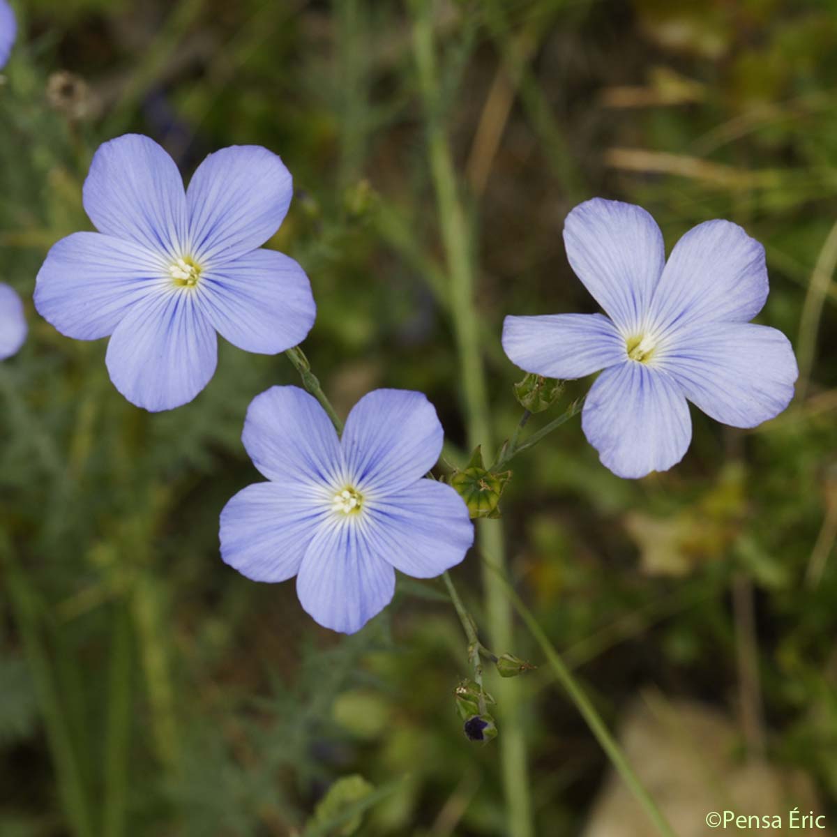 Lin de Narbonne - Linum narbonense