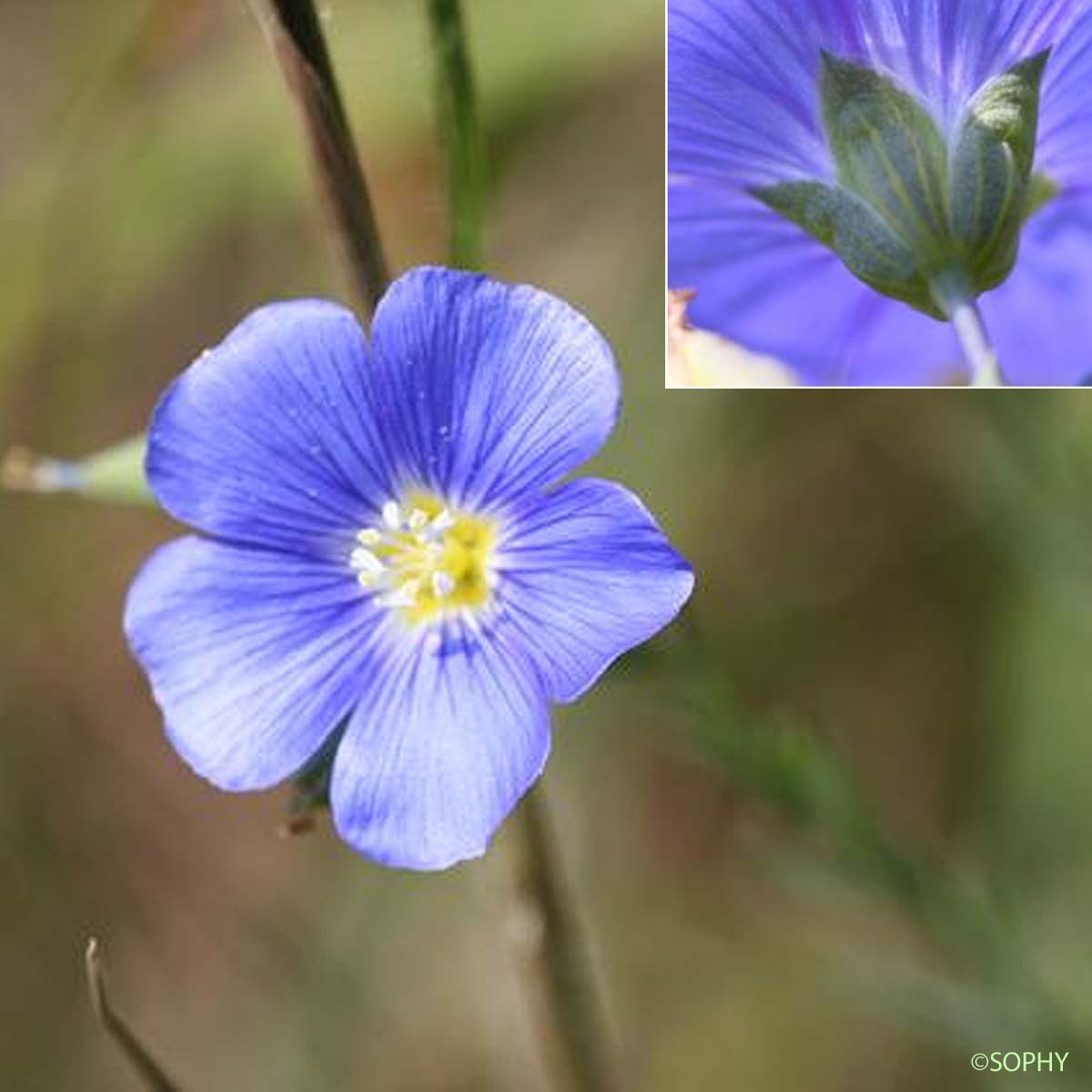 Lin des collines - Linum austriacum