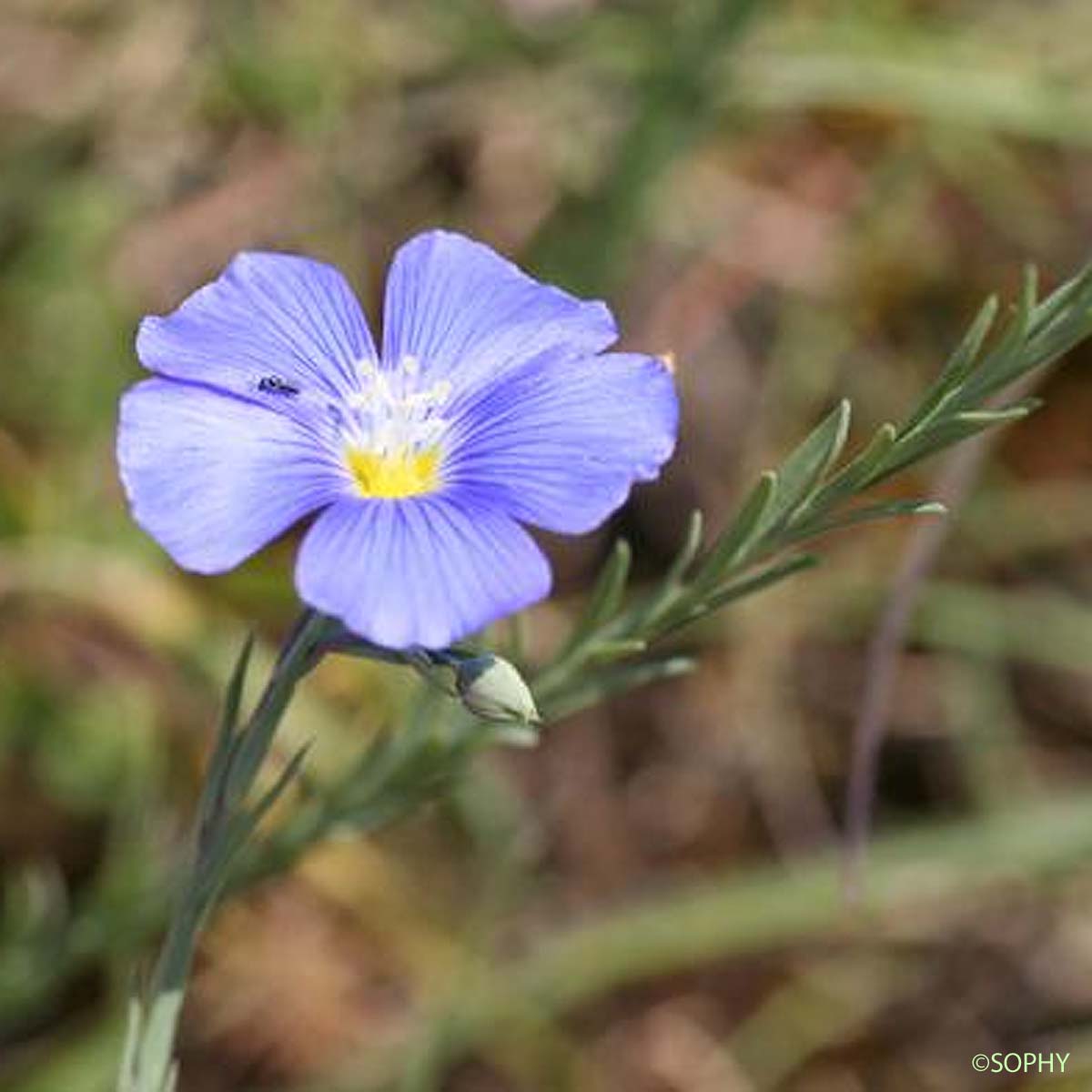 Lin des collines - Linum austriacum