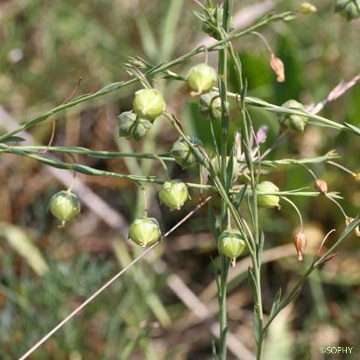 Lin des collines - Linum austriacum