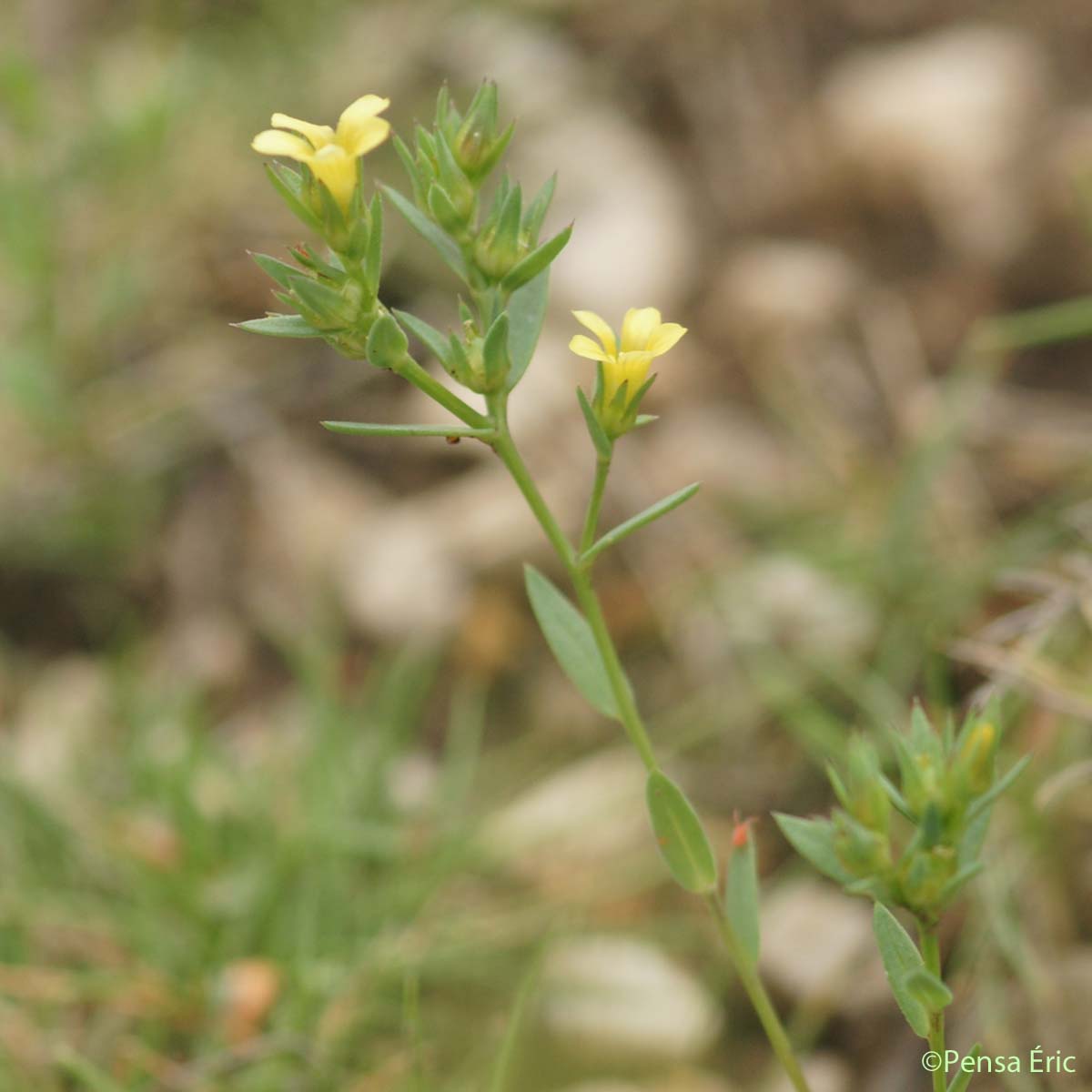 Lin droit - Linum strictum subsp. strictum