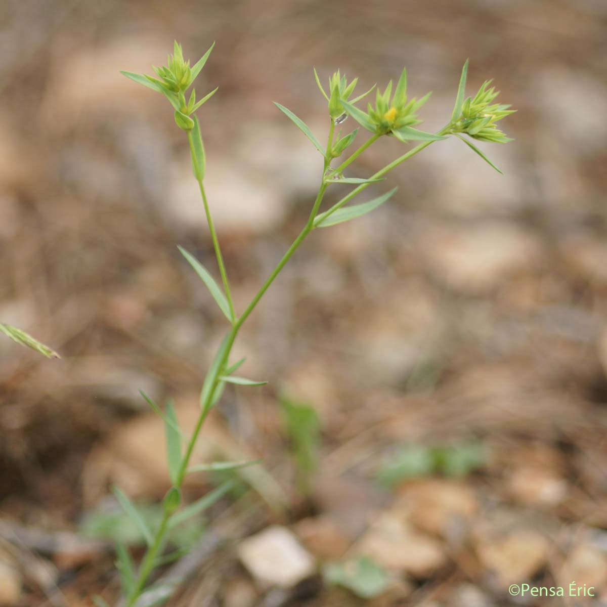 Lin droit - Linum strictum subsp. strictum