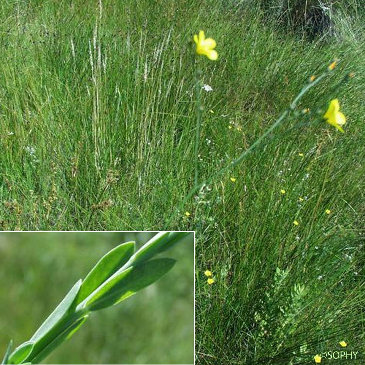 Lin maritime - Linum maritimum