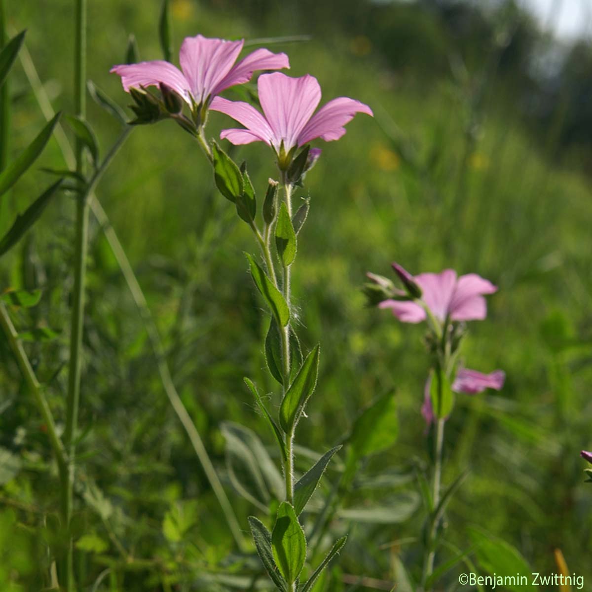 Lin visqueux - Linum viscosum