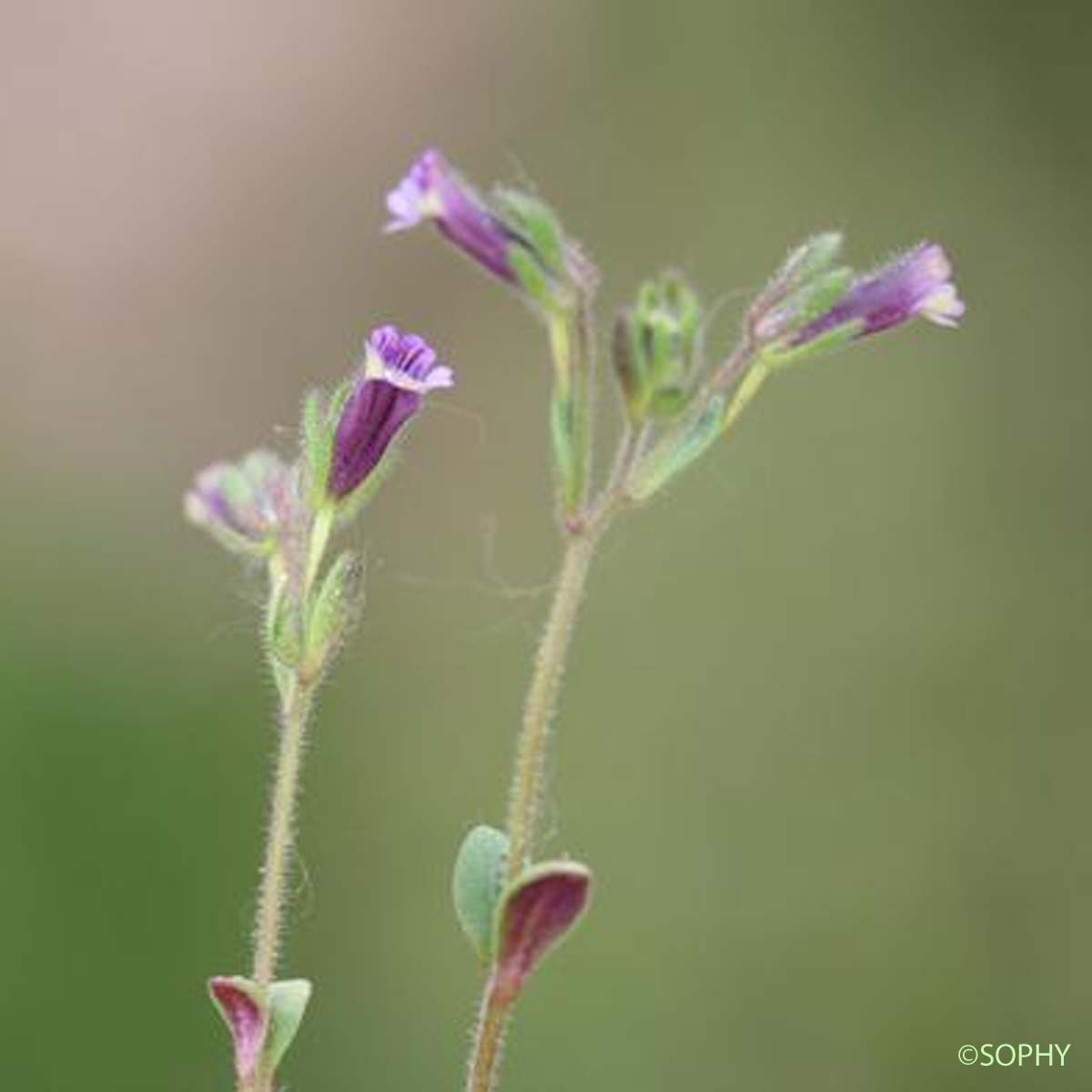 Linaire à feuilles rougeâtres - Chaenorrhinum rubrifolium subsp. rubrifolium