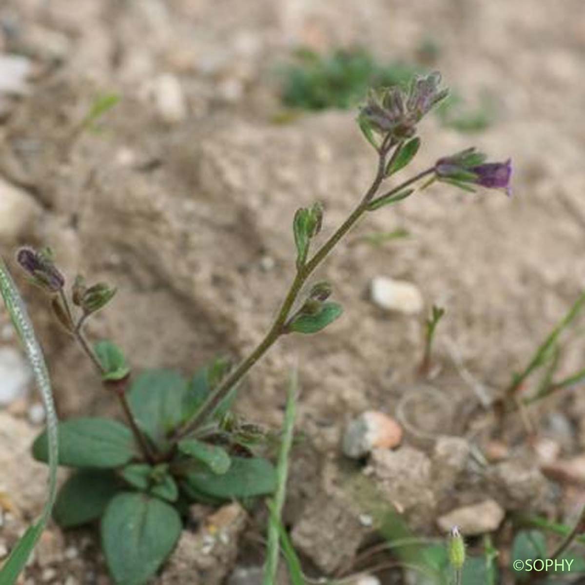 Linaire à feuilles rougeâtres - Chaenorhinum rubrifolium subsp. rubrifolium