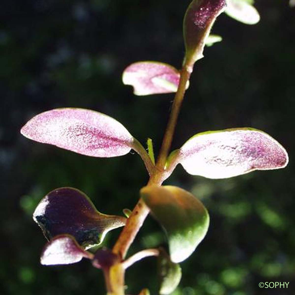 Linaire à feuilles rougeâtres - Chaenorhinum rubrifolium subsp. rubrifolium