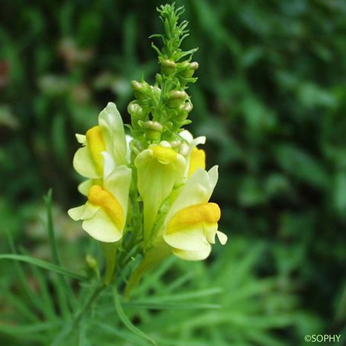 Linaire commune - Linaria vulgaris