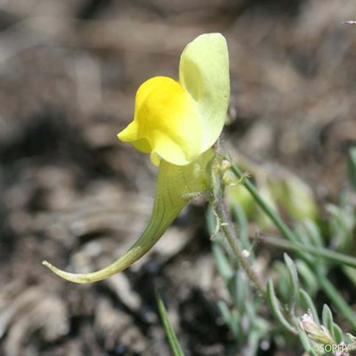 Linaire couchée - Linaria supina