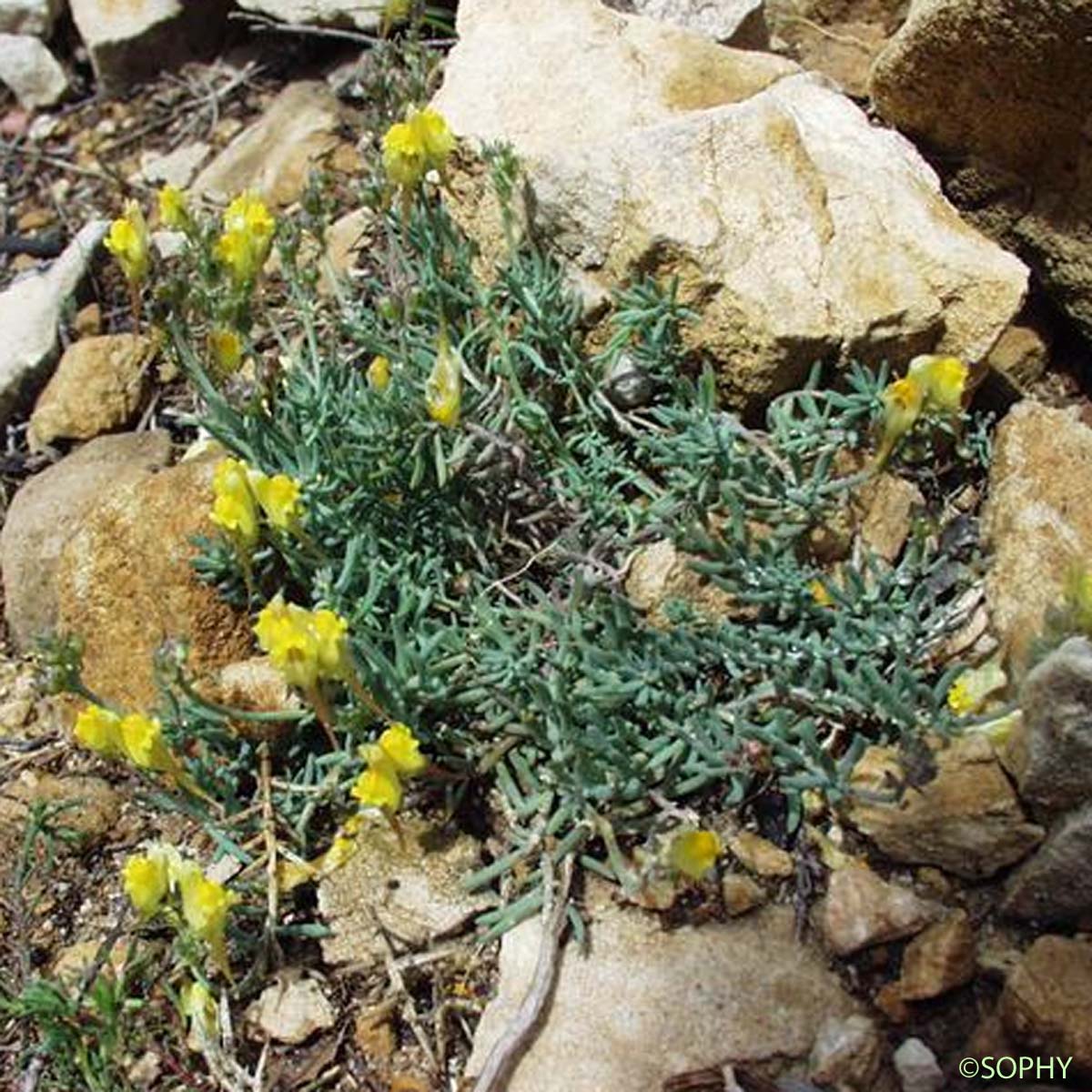 Linaire couchée - Linaria supina