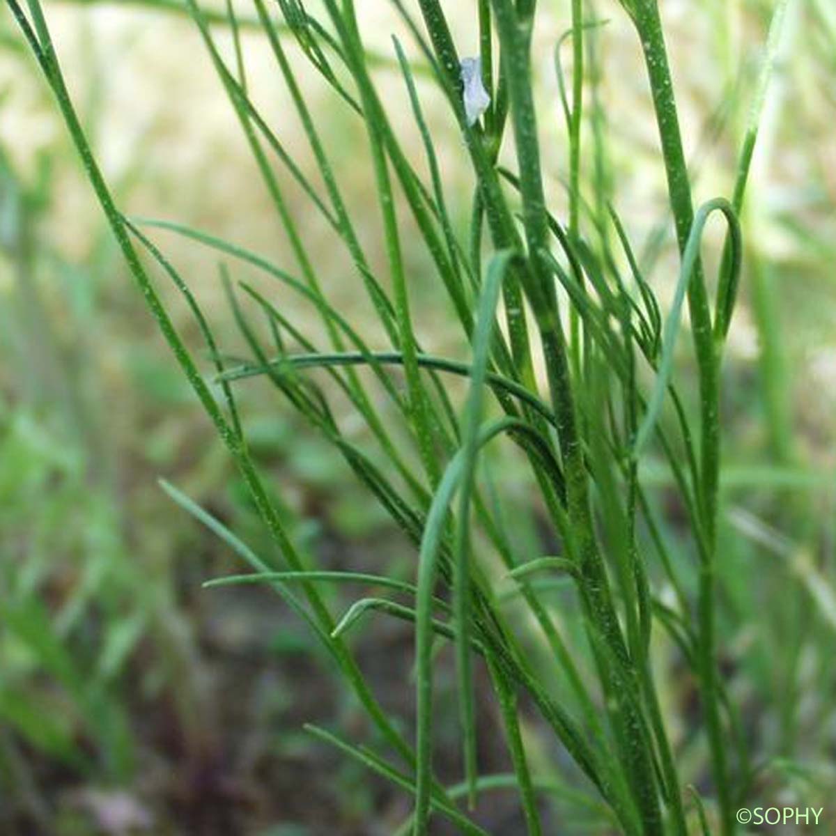 Linaire de Chalep - Linaria chalepensis