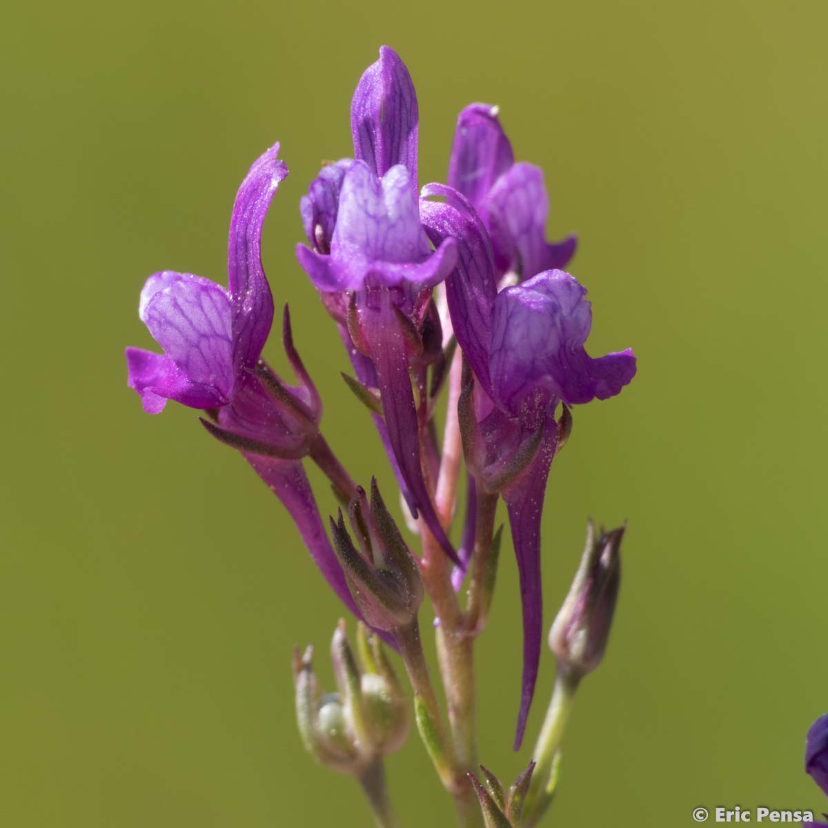 Linaire de Pélissier - Linaria pelisseriana