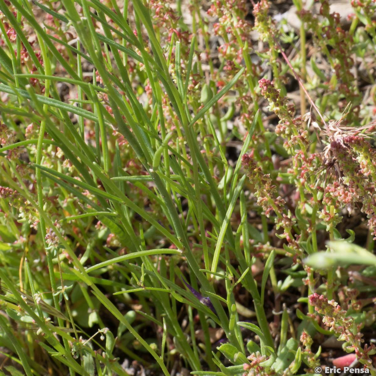 Linaire de Pélissier - Linaria pelisseriana