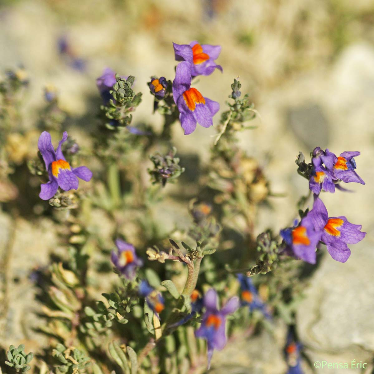 Linaire des Alpes - Linaria alpina