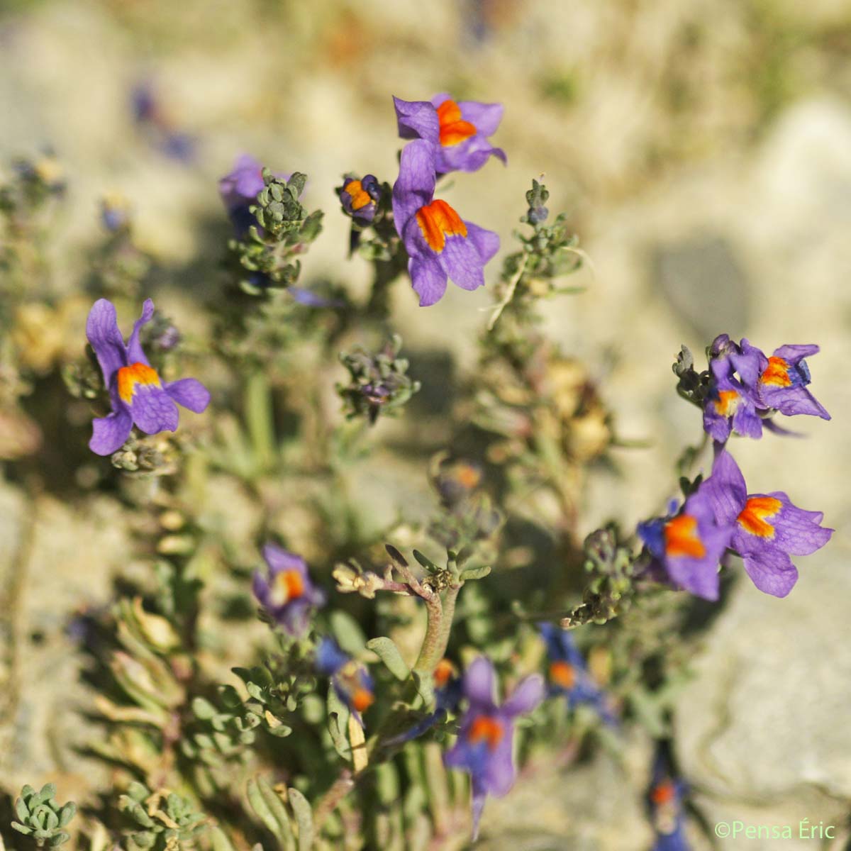 Linaire des Alpes - Linaria alpina subsp. alpina