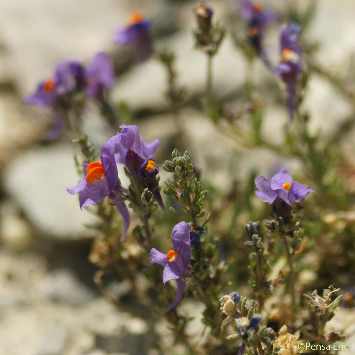 Linaire des Alpes - Linaria alpina