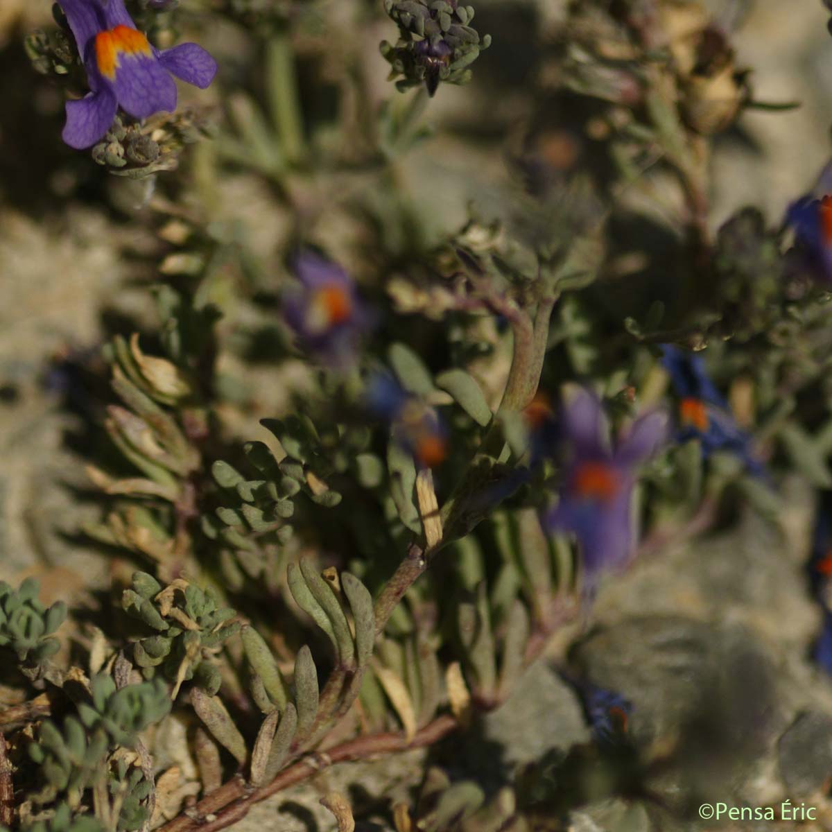 Linaire des Alpes - Linaria alpina subsp. alpina