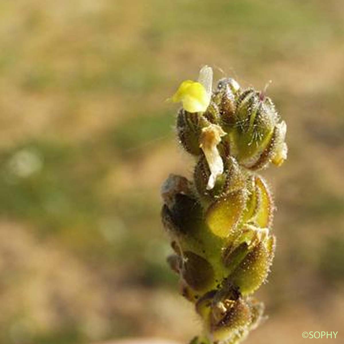 Linaire des sables - Linaria arenaria