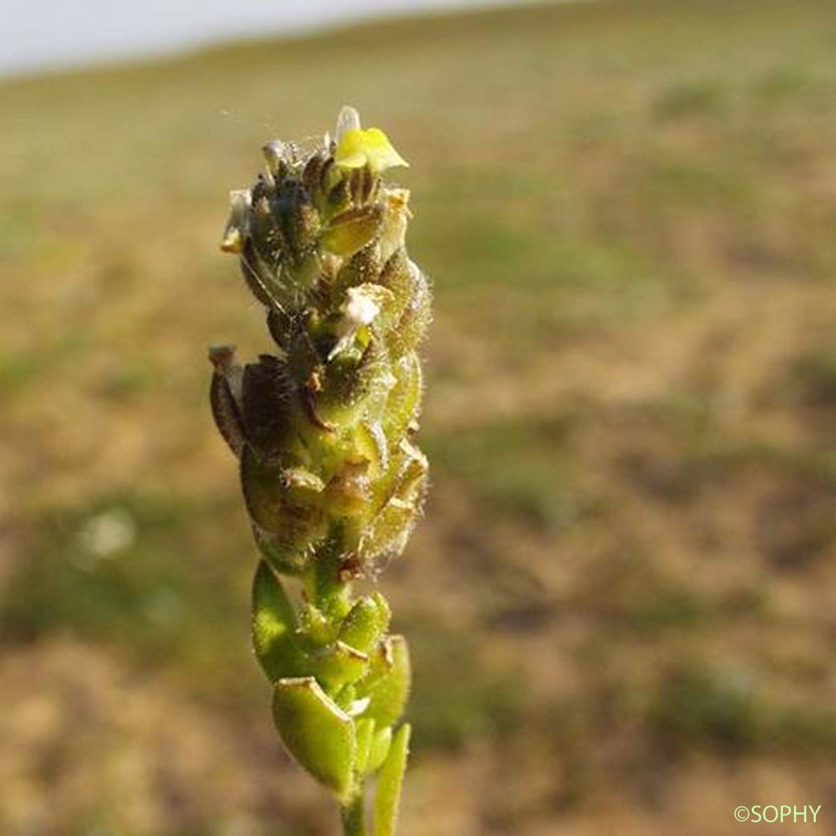 Linaire des sables - Linaria arenaria