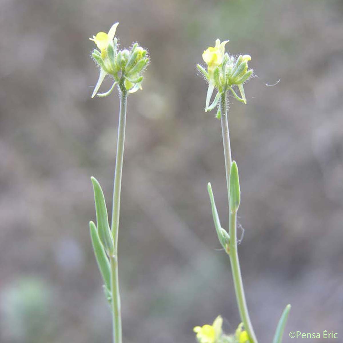 Linaire simple - Linaria simplex