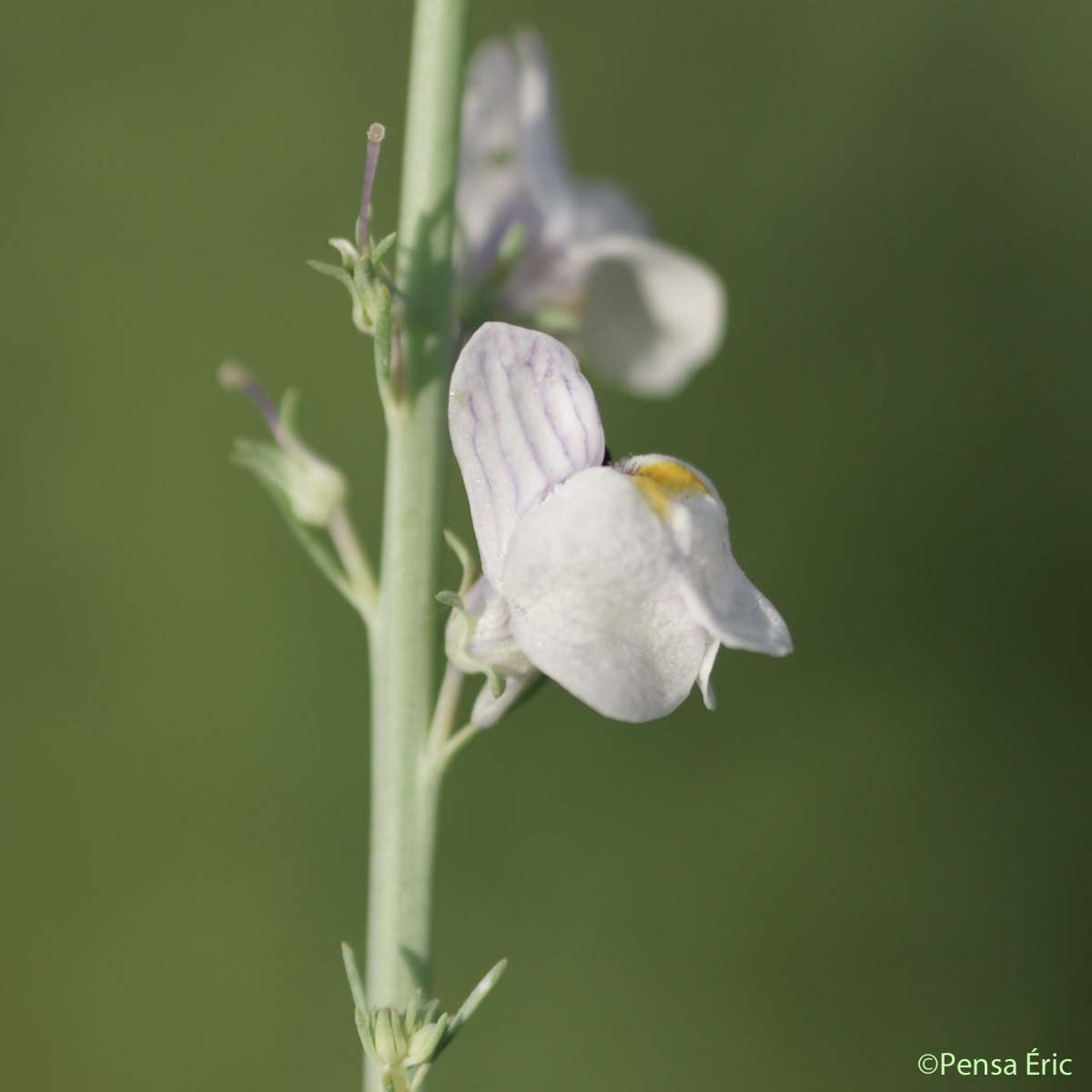 Linaire striée - Linaria repens