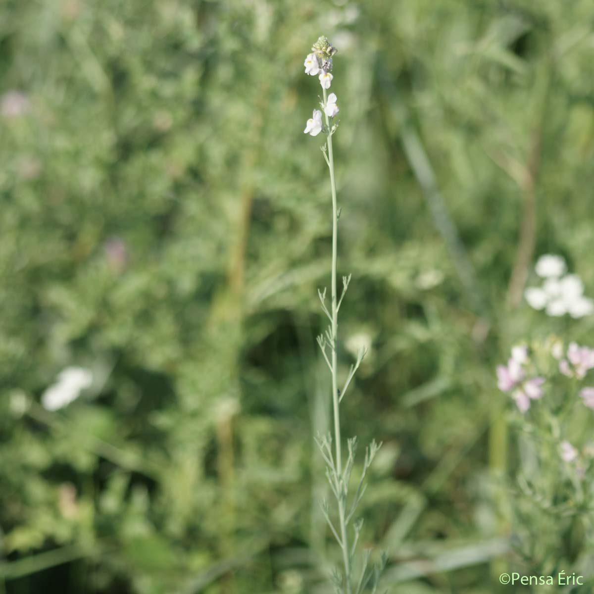 Linaire striée - Linaria repens