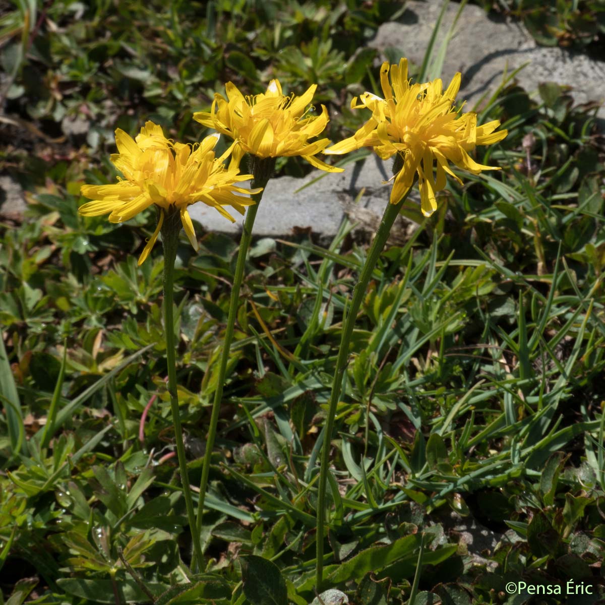 Liondent de Suisse - Scorzoneroides pyrenaica